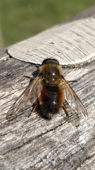 Cheilosia grossa