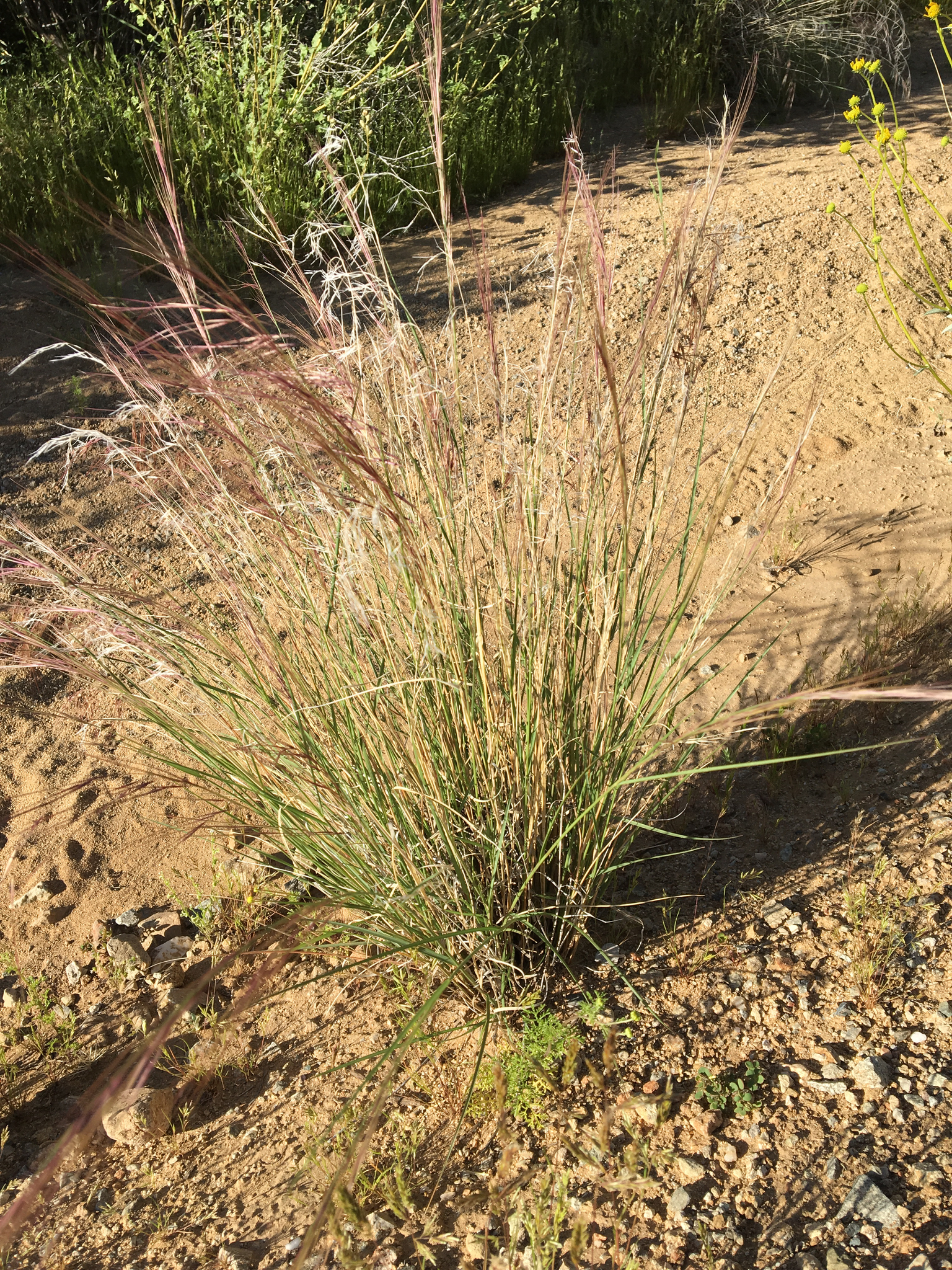 Aristida purpurea var. purpurea