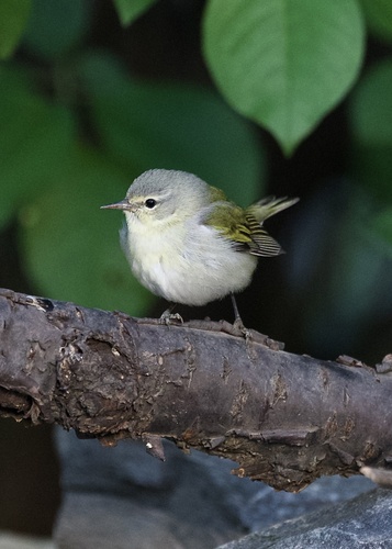 Tennessee Warbler