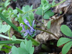 Corydalis pumila