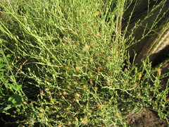 Pegolettia retrofracta