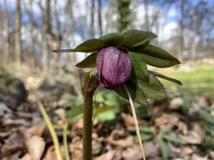 Helleborus purpurascens
