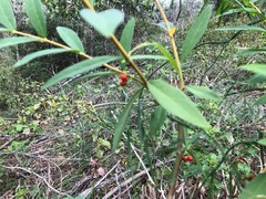 Wikstroemia indica