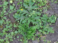 Heracleum mantegazzianum