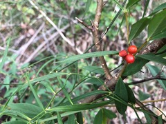 Wikstroemia indica