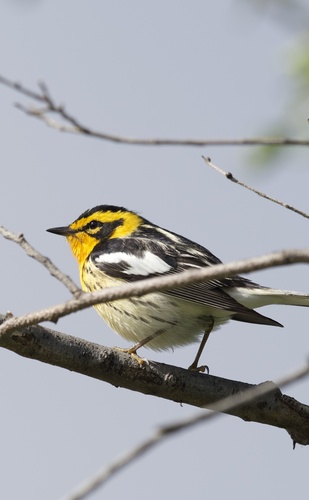 Blackburnian Warbler