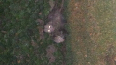 Didelphis virginiana