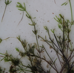 Chara australis