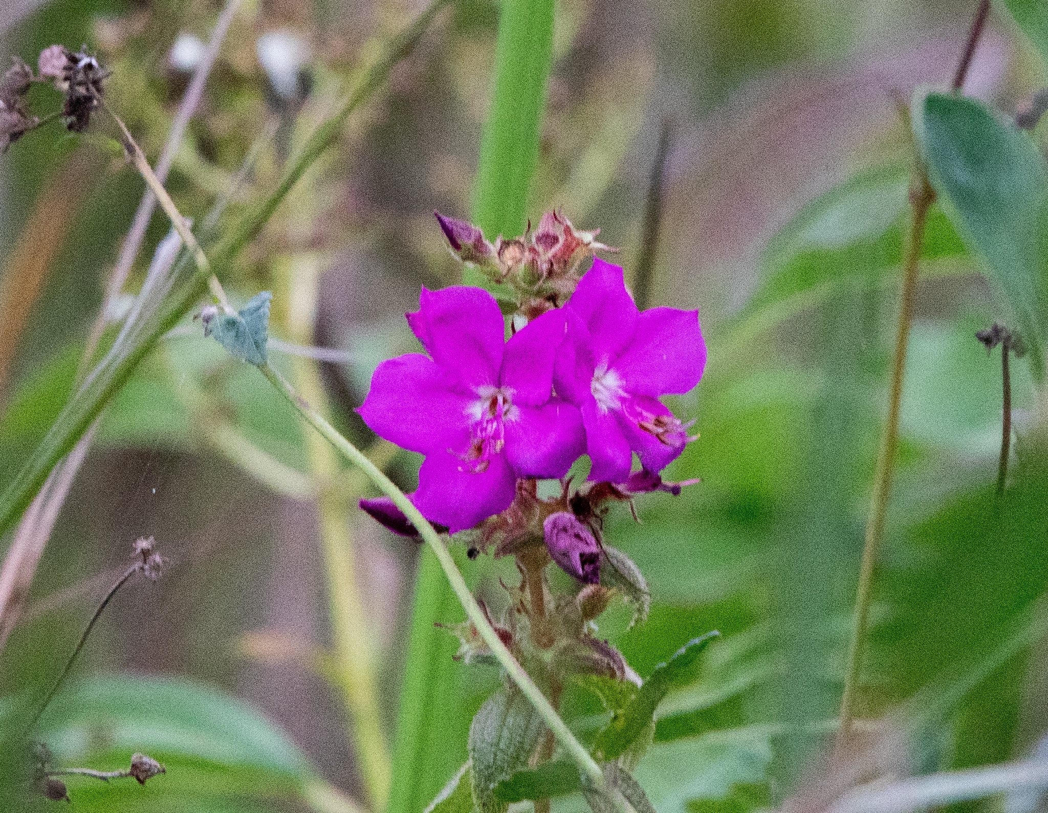 Rhynchanthera grandiflora