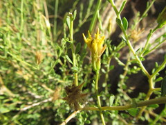 Pegolettia retrofracta