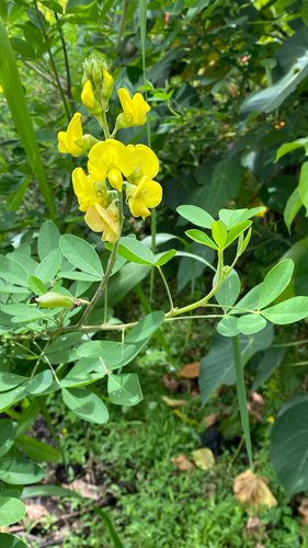 Crotalaria micans observed 2026-05-20