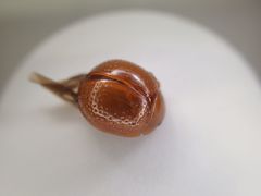 Dicranosterna semipunctata