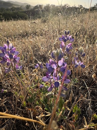 iNaturalist observation photo of lupines