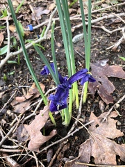 Iris reticulata