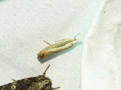 Parapediasia decorellus