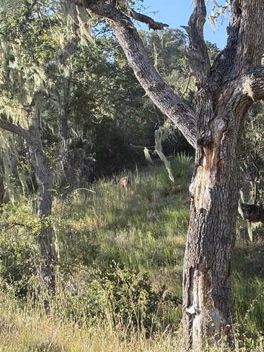 iNaturalist observation photo of Mule Deer