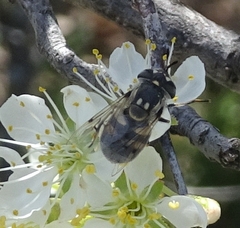 Copestylum marginatum