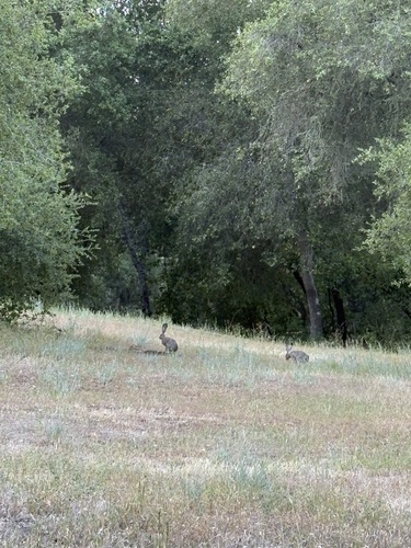 iNaturalist observation photo of Black-tailed Jackrabbit