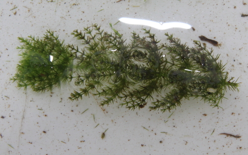 Chara fibrosa