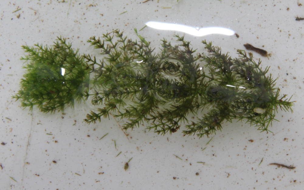 Chara fibrosa