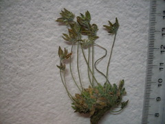 Draba macleanii