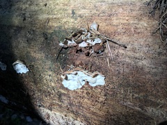 Skeletocutis amorpha