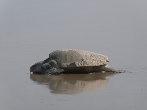 Kemp's Ridley Sea Turtle observed by sahlaughlin
