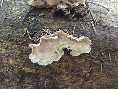 Skeletocutis amorpha