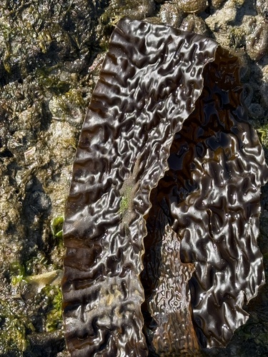Laminaria farlowii, 2026-05-20