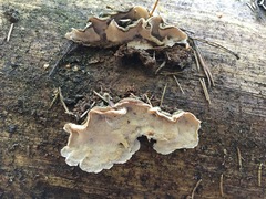 Skeletocutis amorpha