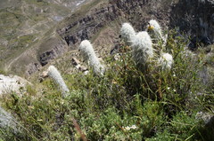Oreocereus leucotrichus