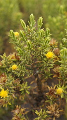 Parastrephia lucida