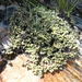 Paronychia andina - Photo (c) danplant, algunos derechos reservados (CC BY-NC), subido por danplant
