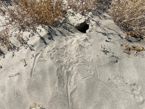 Dipodomys deserti, 2026-05-18
