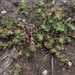 Paronychia muschleri - Photo (c) danplant,  זכויות יוצרים חלקיות (CC BY-NC), הועלה על ידי danplant