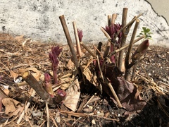 Paeoniaceae