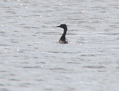 Poliocephalus rufopectus