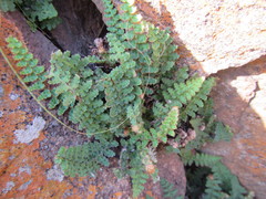 Asplenium cordatum