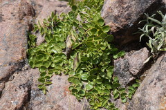 Philibertia lysimachioides