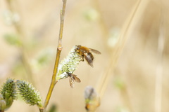 Tachina ursina
