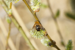Tachina ursina