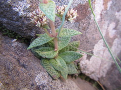 Crassula exilis cooperi