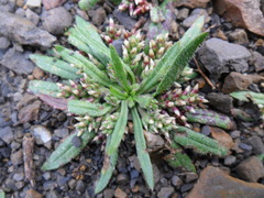 Plantago myosuros