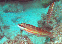 Halichoeres chierchiae