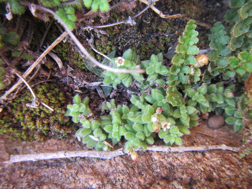 Crassula lanuginosa