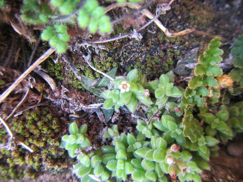 Crassula lanuginosa