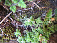 Crassula lanuginosa lanuginosa