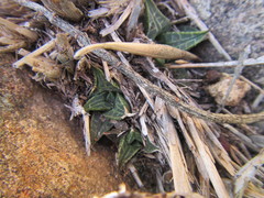 Haworthiopsis tessellata