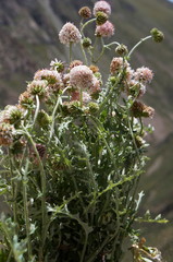 Polyachyrus sphaerocephalus