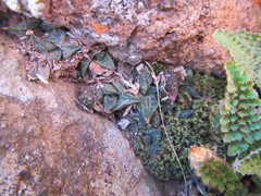Haworthiopsis tessellata